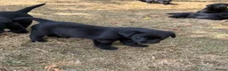 Labrador Retriever dogs for sale: KC reg Labrador puppies, working show type in Hereford - Advert 10