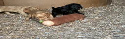 Cocker Spaniel dogs for sale: Gamekeeper bred working Cocker Spaniels - Advert 4
