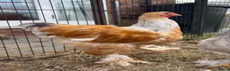 Chickens poultry for sale: Large Fowl Brahma Cockerels Mixed Colours - Advert 3