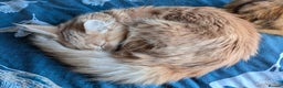 Maine Coon cats for sale: Fawn coloured Maine Coon Kitten  - Advert 1