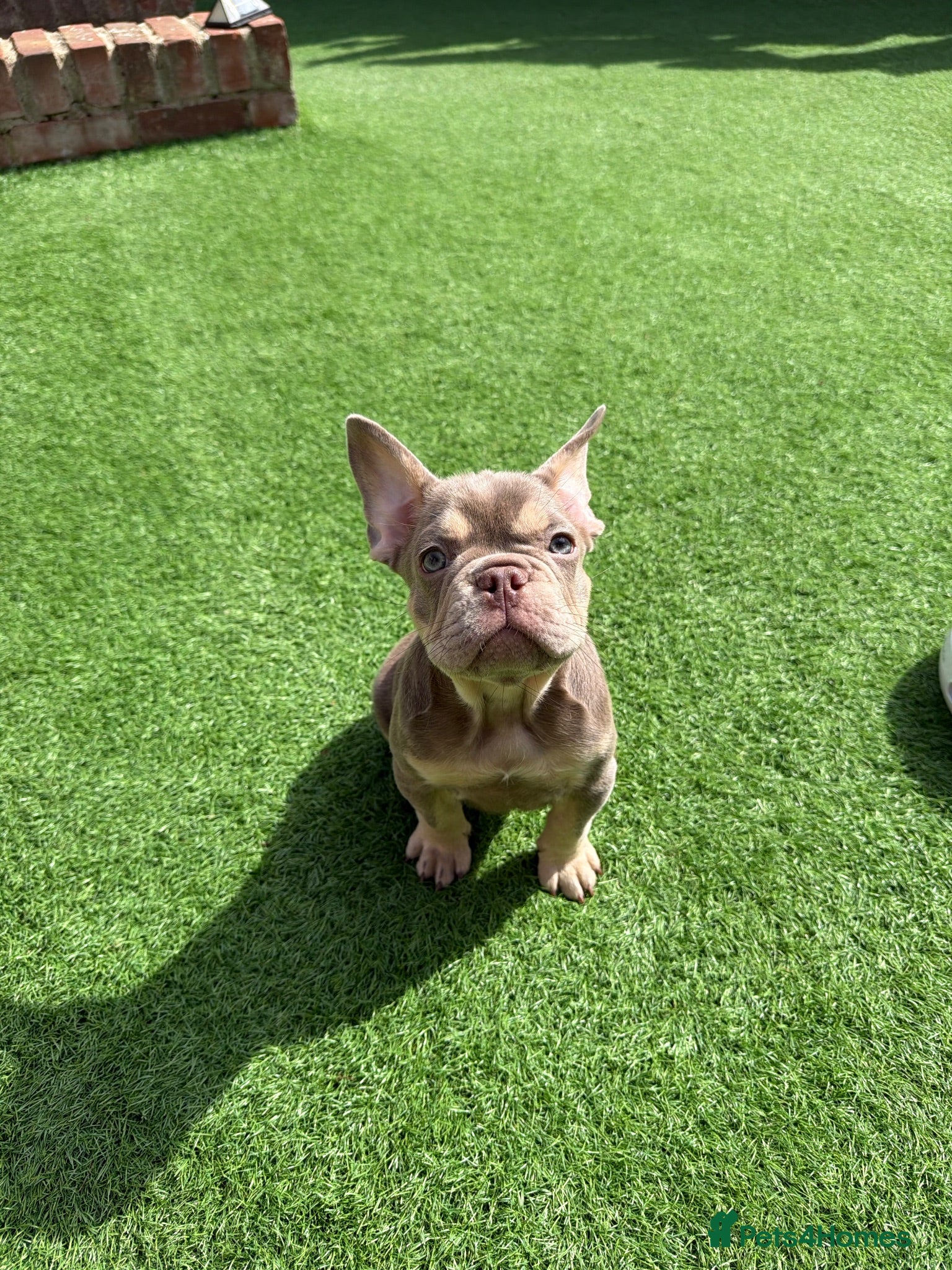 French Bulldog dogs Fully health clear KC French bulldog puppies - Advert 1