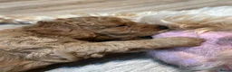 Cockapoo dogs for sale: Stunning Cockapoo Pups Health Tested Parents - Advert 15