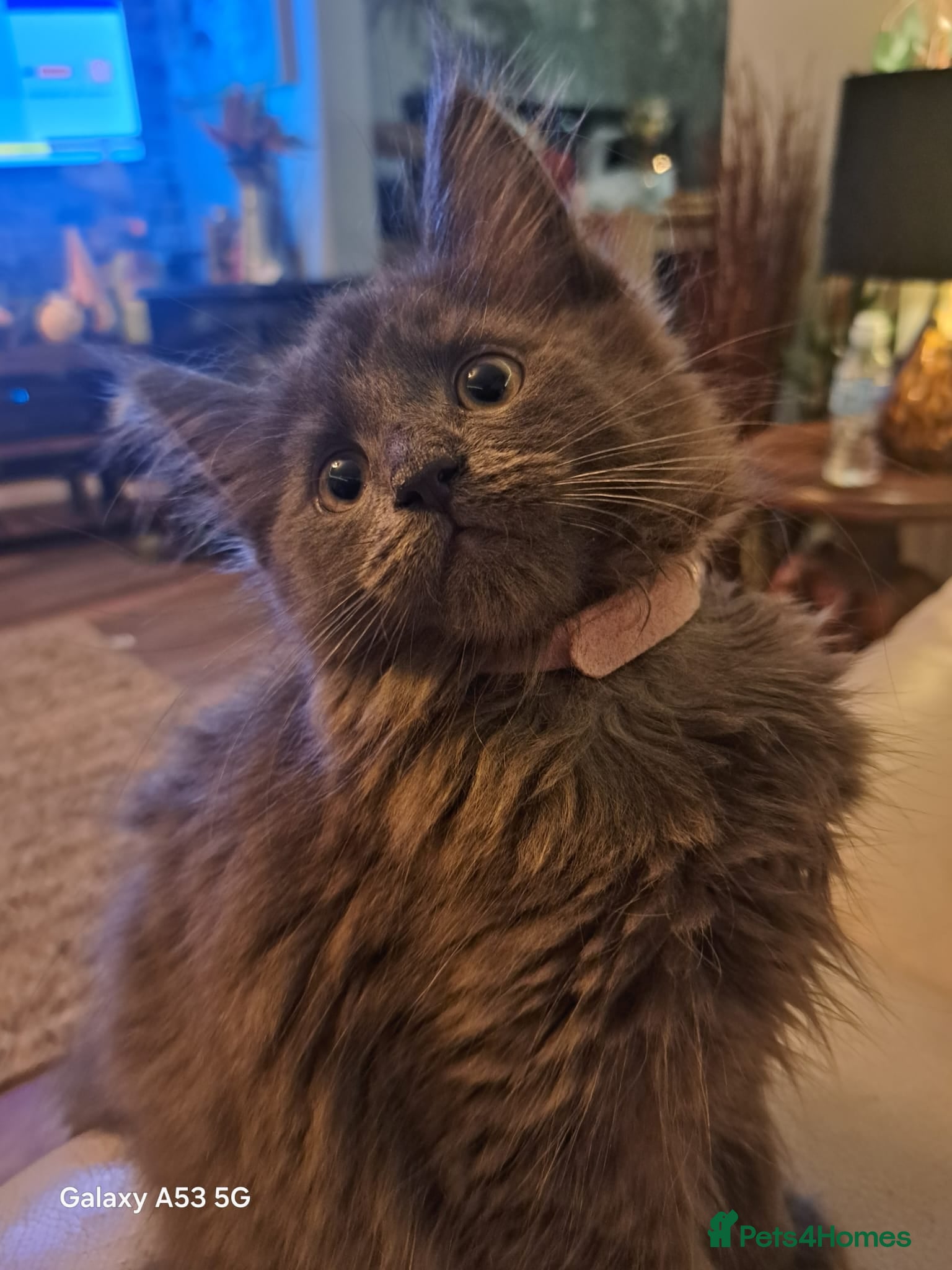 Maine Coon cats **GCCF REG PEDIGREE MAINE COON LAST ONE!! FEMALE! - Advert 13