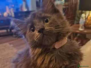 Maine Coon cats **GCCF REG PEDIGREE MAINE COON LAST ONE!! FEMALE! - Advert 13