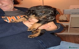Mixed Breed dogs for sale: Boarder Rottie puppies  - Image 3