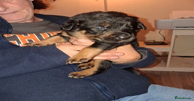 Mixed Breed dogs - Advert 11