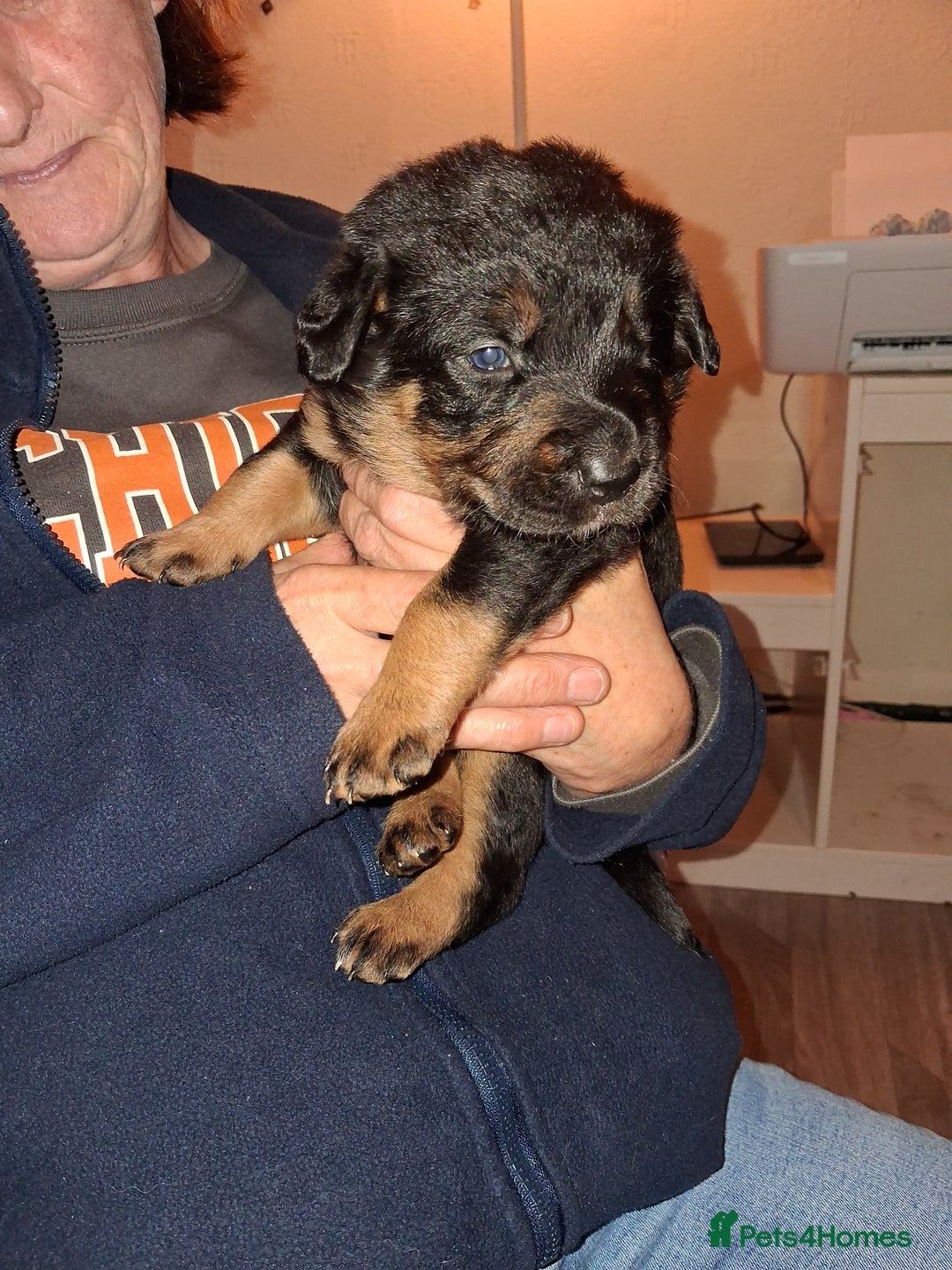 Mixed Breed dogs for sale: Boarder Rottie puppies  - Image 3