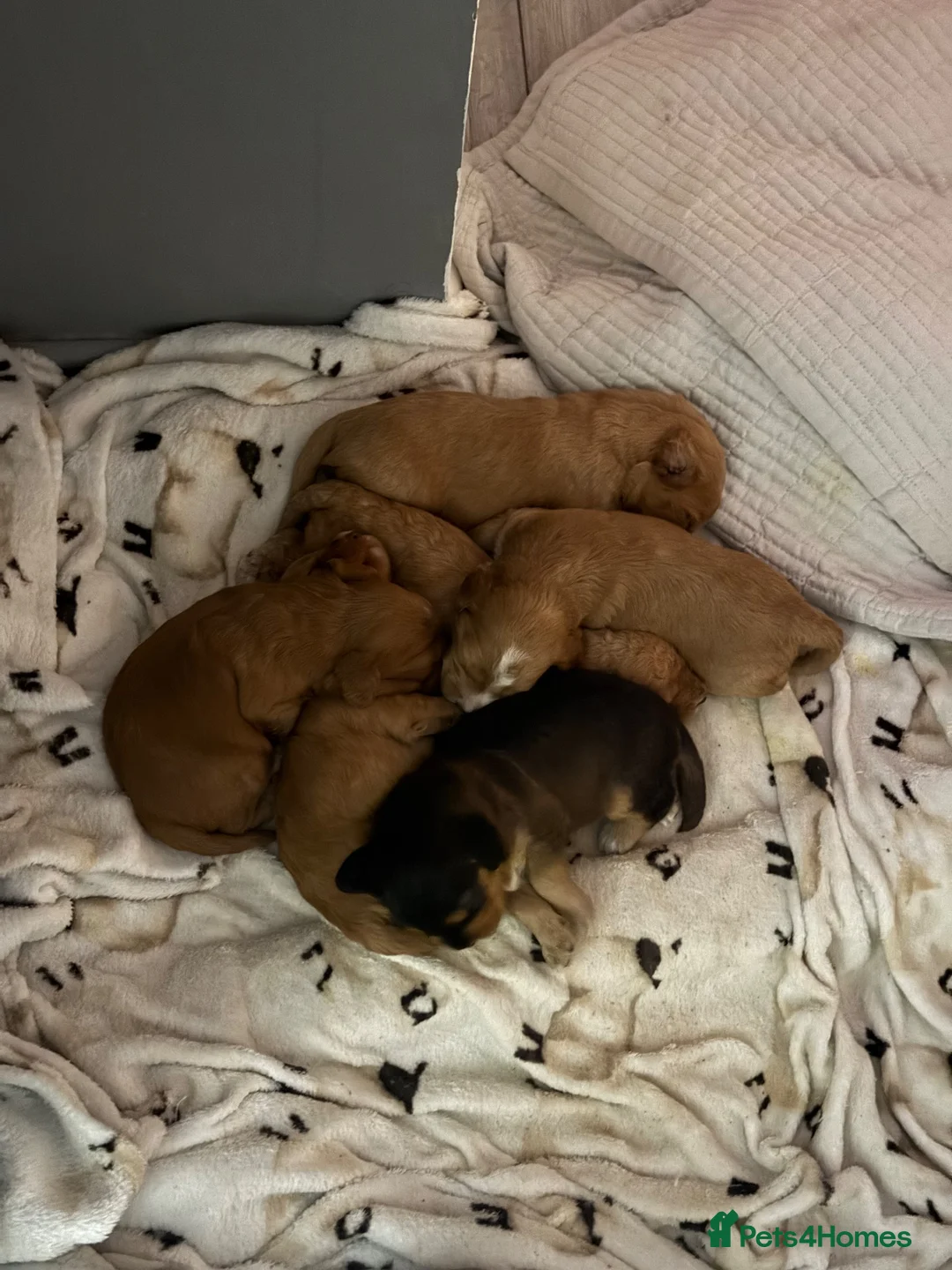 Cockapoo dogs for sale: 6 Gorgeous Cockapoo Puppies Seeking Loving Homes - Advert 18