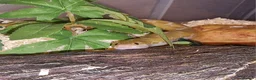 Boa Snake reptiles for sale: Kenyan Sand Boa Snow CB22 - Advert 5