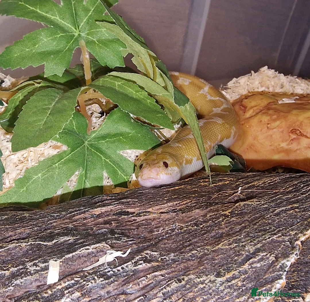 Boa Snake reptiles for sale: Kenyan Sand Boa Snow CB22 - Advert 5