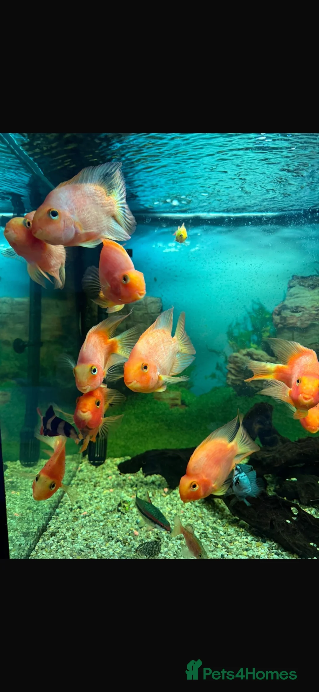 Other/Mixed Breed fish for sale: Tropical fish  - Advert 1