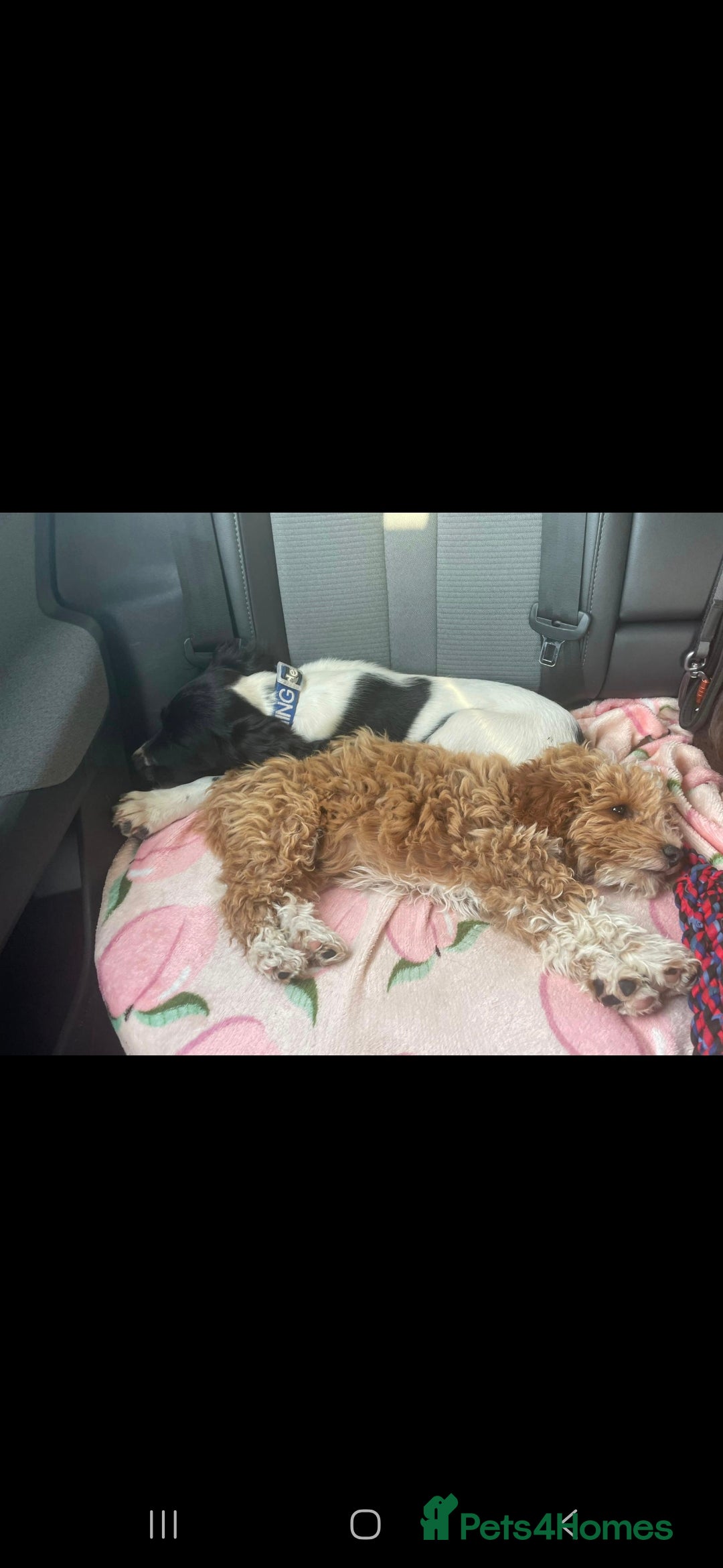 Cavapoo dogs for sale: Cavapoo male - Image 5