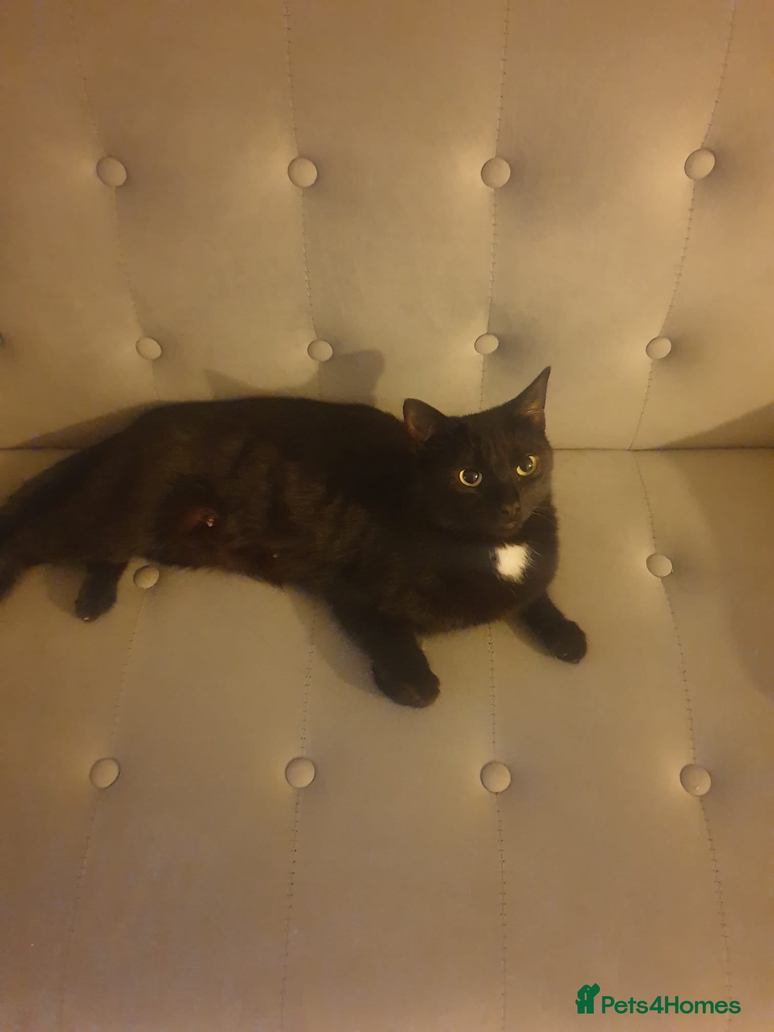 British Shorthair cats Black and tortie kittens ( mother for sale too) - Advert 10