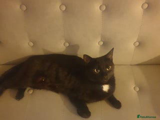 British Shorthair cats Black and tortie kittens ( mother for sale too) - Advert 17