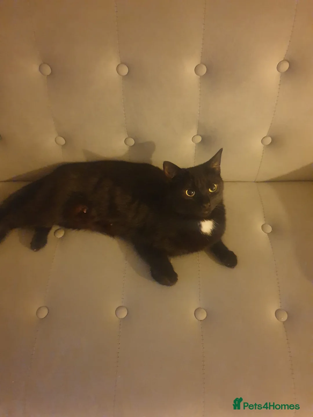 British Shorthair cats for sale: Black and tortie kittens ( mother for sale too) - Advert 1