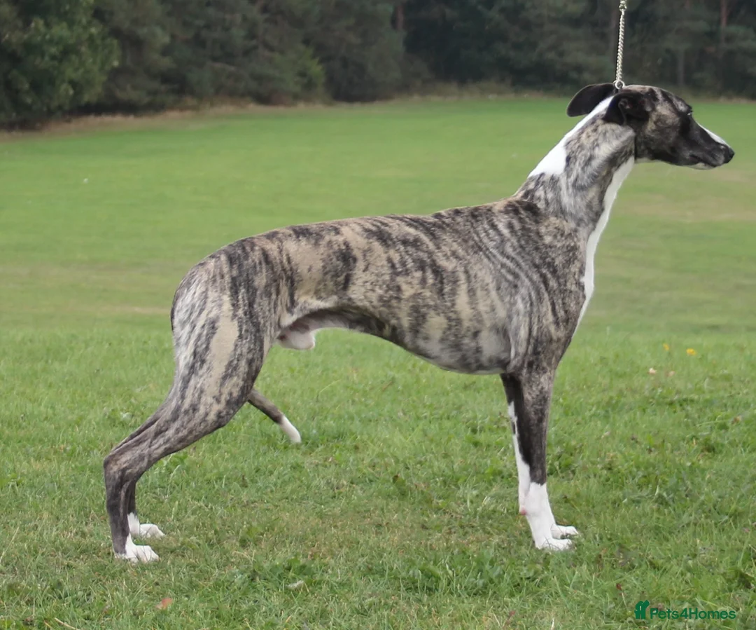 Whippet dogs for stud: KC Registered Whippet at stud in Crook - Advert 1