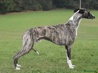 Whippet dogs KC Registered Whippet at stud in Crook - Advert 20