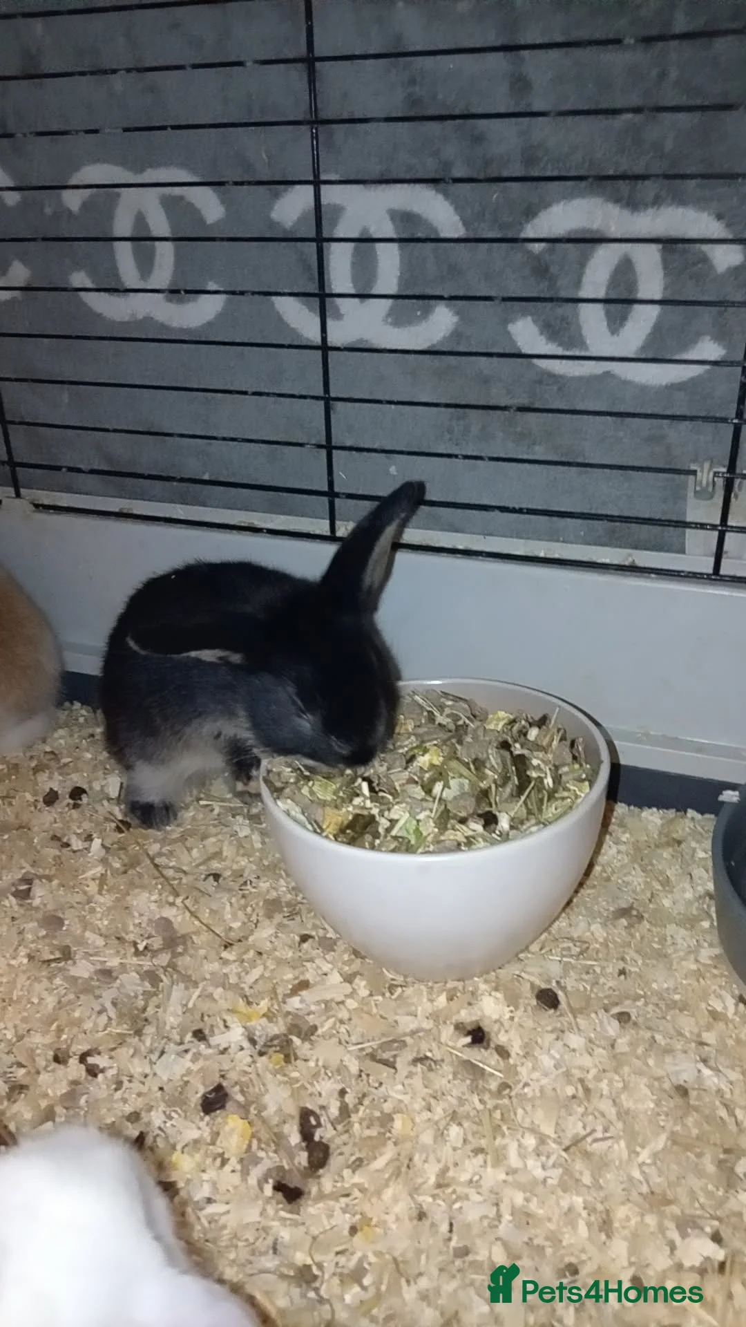 Mixed Breed rabbits for sale: 4 baby rabbits - Advert 2