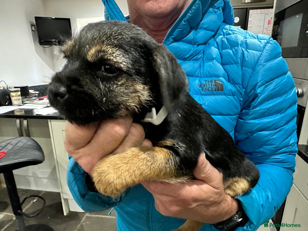 Border Terrier dogs for sale: Border Terrier Pups -Beautiful Pedigree  - Image 1