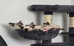 Siamese cats for sale: Four gorgeous girls - Image 16
