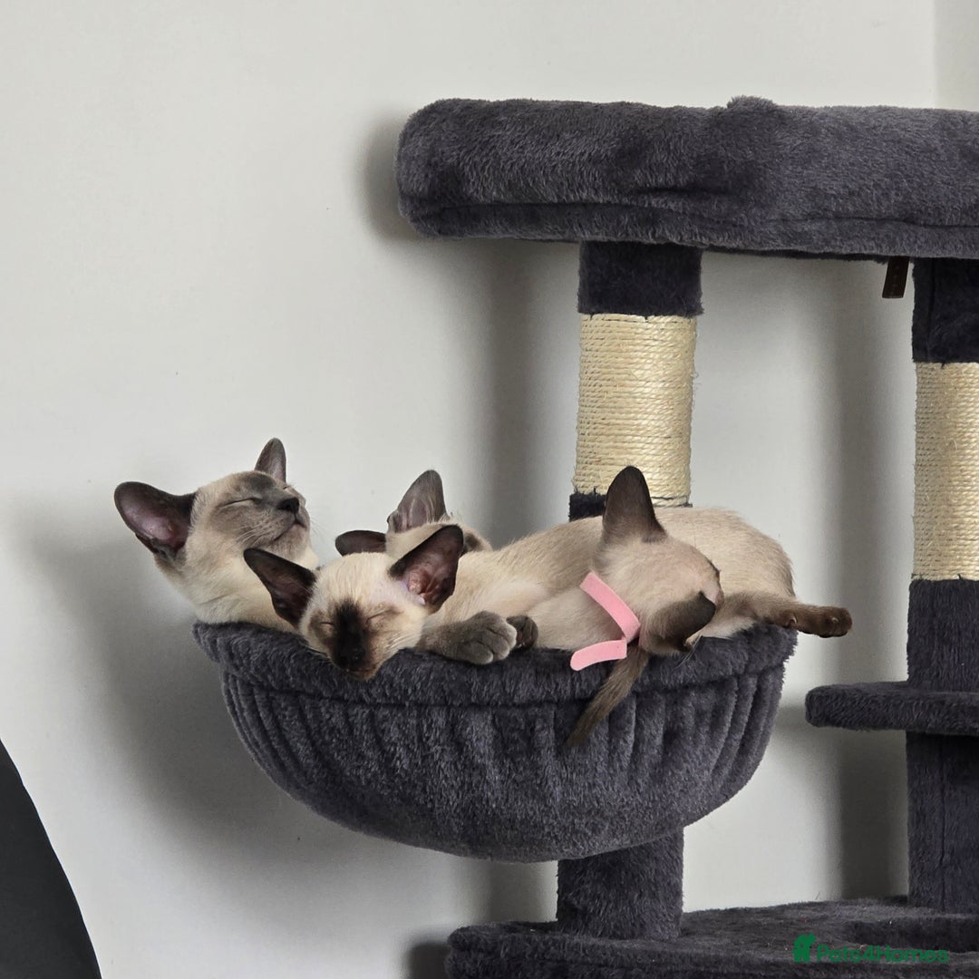 Siamese cats for sale: Four gorgeous girls - Image 16