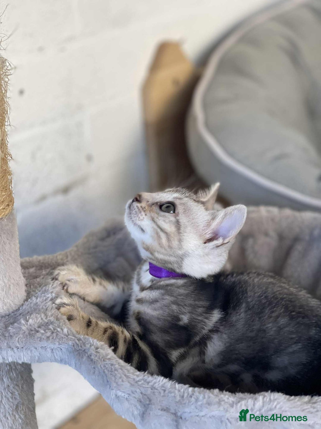 Bengal cats for sale: 🐾 Pedigree tica registered Bengal Kittens - Image 32
