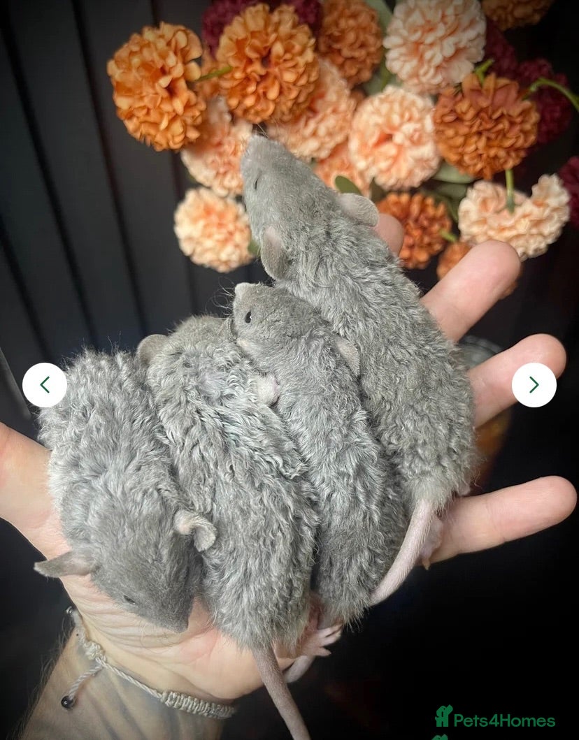 Rat rodents 🐭💜Dumbo Rex & Straight Coat Rats Available💜🐭 - Advert 1