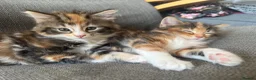 British Longhair cats for sale: 3 Stunning British long hair females - Advert 6