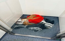 Mixed Breed dogs for adoption: Hector needs a loving home  - Advert 4