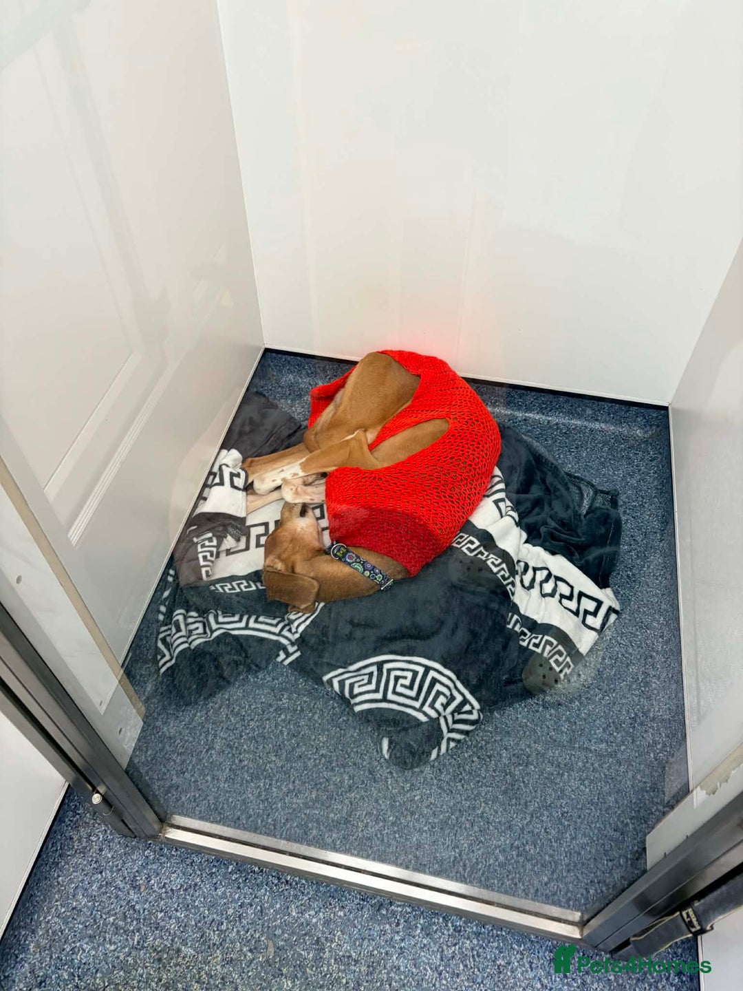 Mixed Breed dogs for adoption: Hector needs a loving home  - Advert 4