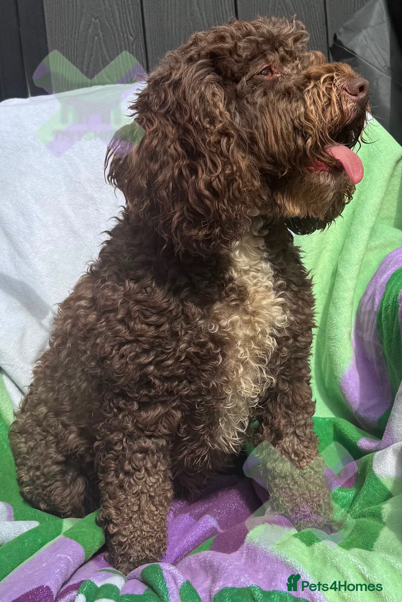 Cockapoo dogs Adult f1 mini cockapoo chocolate girl 4 years  - Advert 13