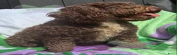 Cockapoo dogs for sale: Adult f1 mini cockapoo chocolate girl 4 years  - Advert 1