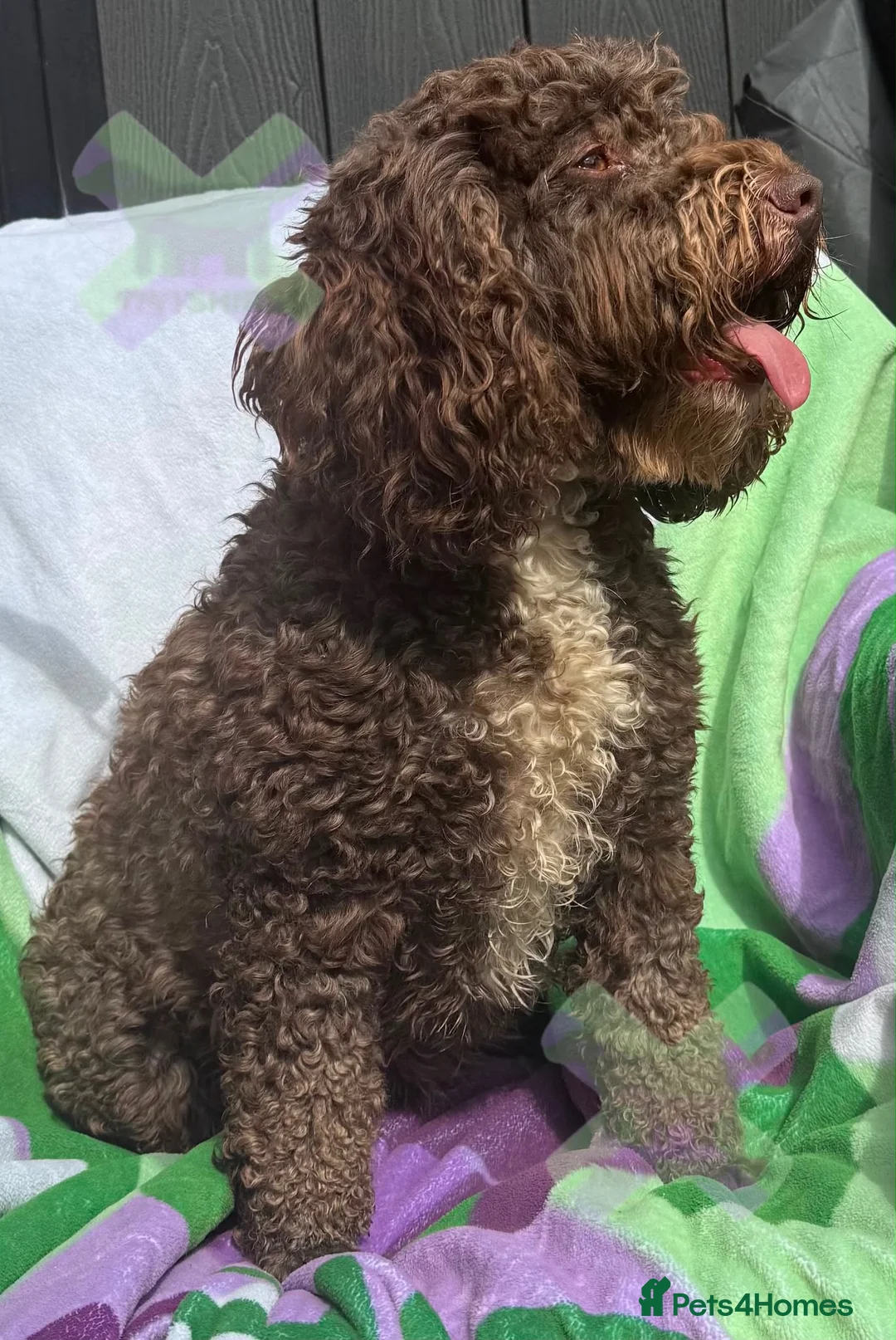 Cockapoo dogs for sale: Adult f1 mini cockapoo chocolate girl 4 years  - Advert 1