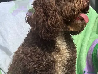 Cockapoo dogs Adult f1 mini cockapoo chocolate girl 4 years - Advert 13