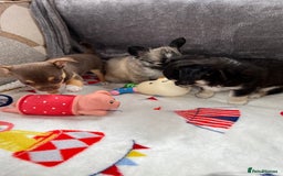 Chihuahua dogs for sale: 3 beautiful chihuahuas - Image 6