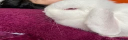 Mini Lop rabbits for sale: Cute, friendly white female mini lop bunny  - Advert 2
