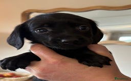 Cockerdor dogs for sale: Beautiful cockerdor puppies - Image 31