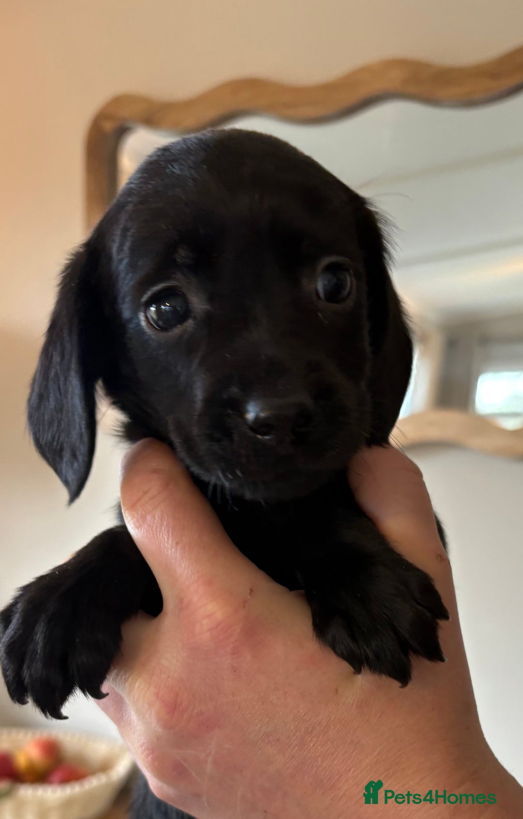 Cockerdor dogs for sale: Beautiful cockerdor puppies - Image 31