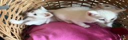 Ragdoll cats for sale: Ragdoll x ragdoll bsh male and female £275 8wk - Advert 4