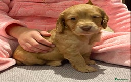Cocker Spaniel dogs for sale: Working cocker spaniel puppies  - Image 5