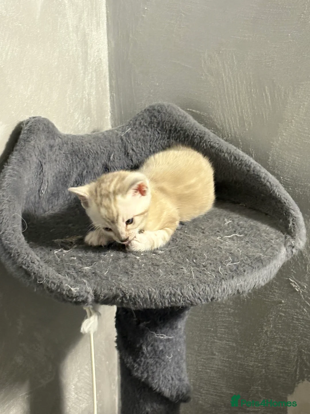 Bengal cats for sale: Bengal tiger kittens  - Advert 15