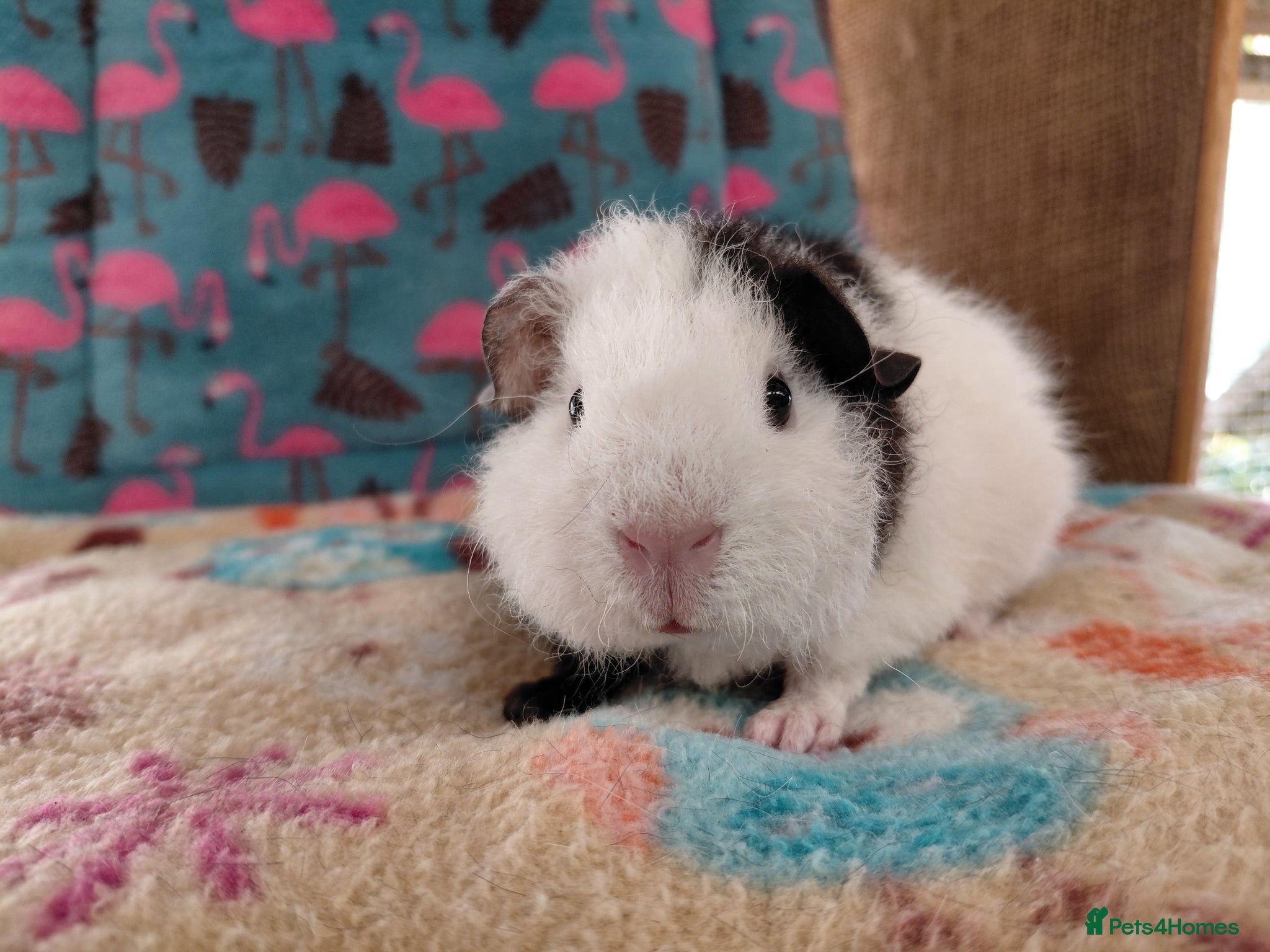 Guinea Pig rodents Baby Boars In Different Breeds  - Advert 22