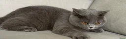 British Shorthair cats for sale: Beautiful girl available  - Advert 5