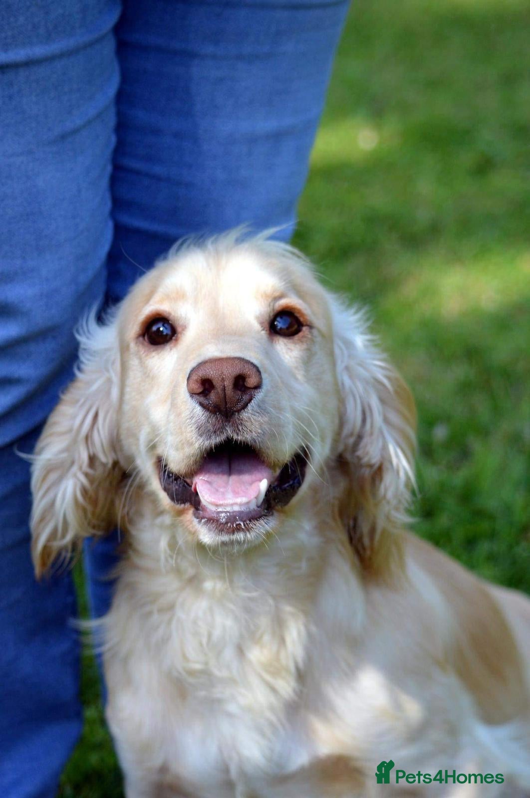 Cocker Spaniel dogs Kc registered cocker Spaniel  in Perth - Advert 13