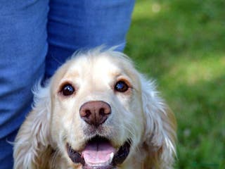 Cocker Spaniel dogs Kc registered cocker Spaniel in Perth - Advert 11