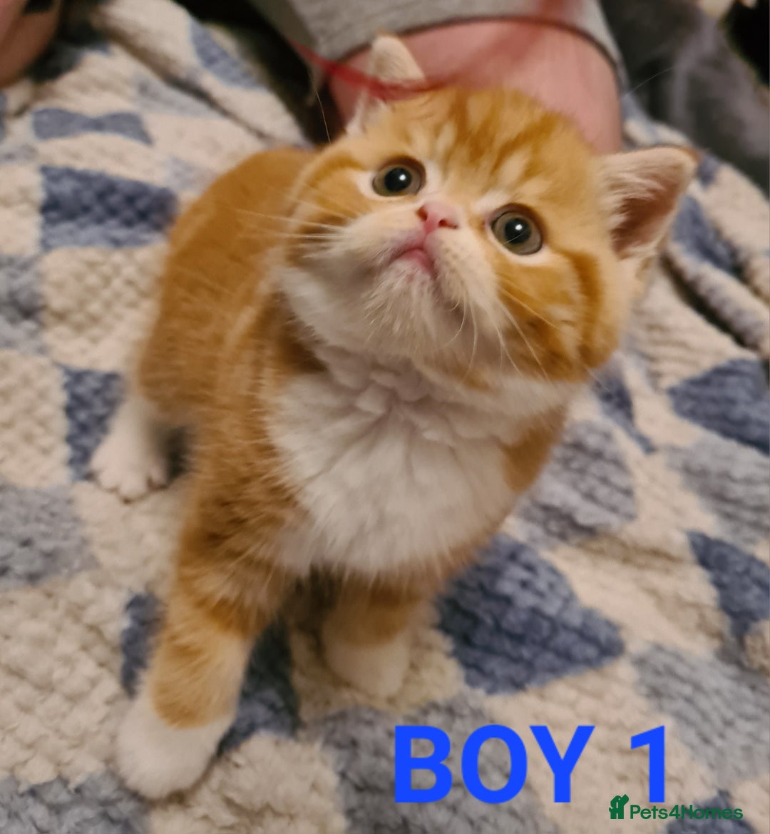 Persian cats for sale: Beautiful Persian X BSH Kittens  - Image 9