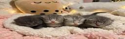 British Shorthair cats for sale: Outstanding Kittens Ready Before  ** 😻🐾🏆🥇 - Advert 5