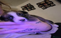 Mixed Breed dogs for sale: Beautiful collie x kelpie puppies  - Image 10