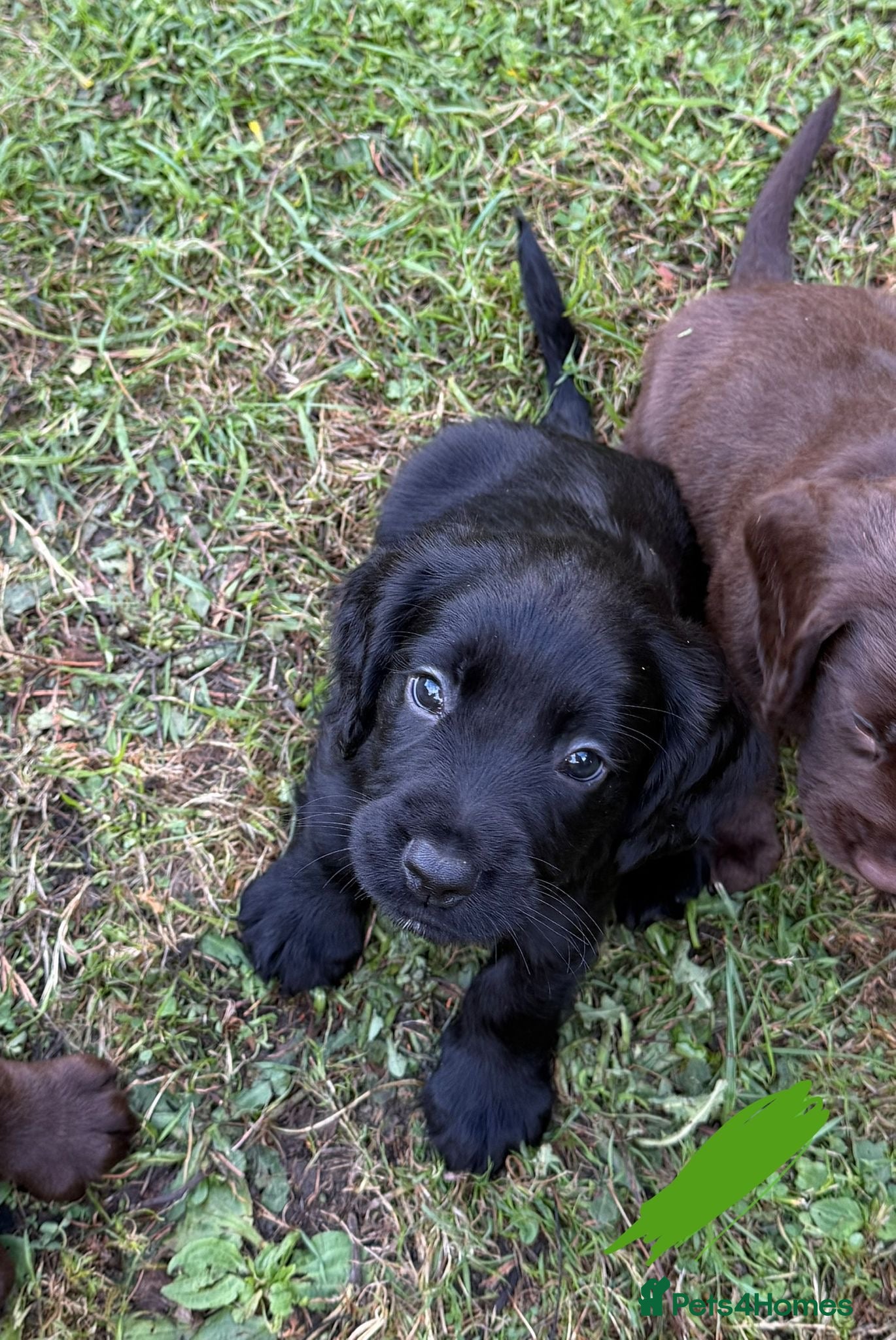 Sprocker dogs Adorable Sprockers - Advert 2