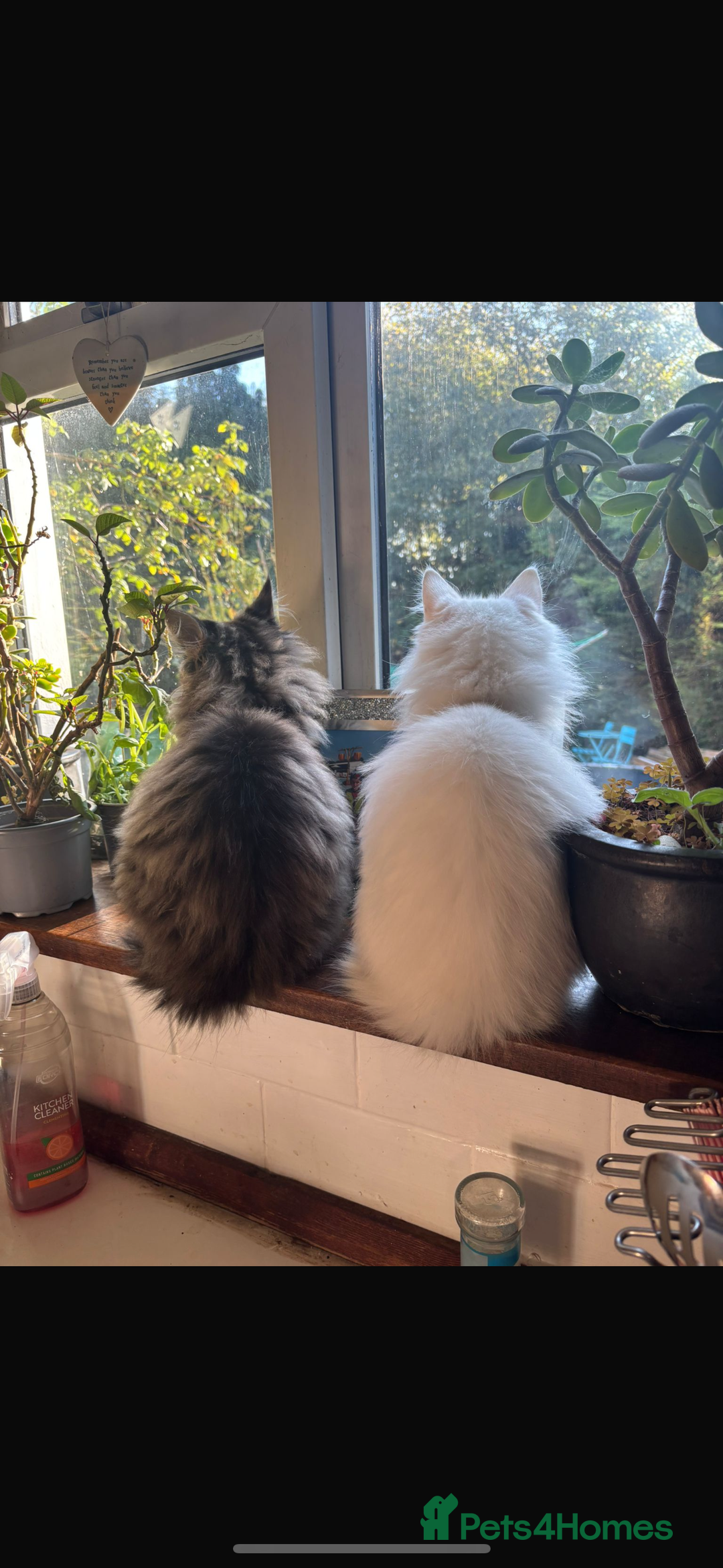 Maine Coon cats for sale: Stunning rare Maine coons  - Advert 5